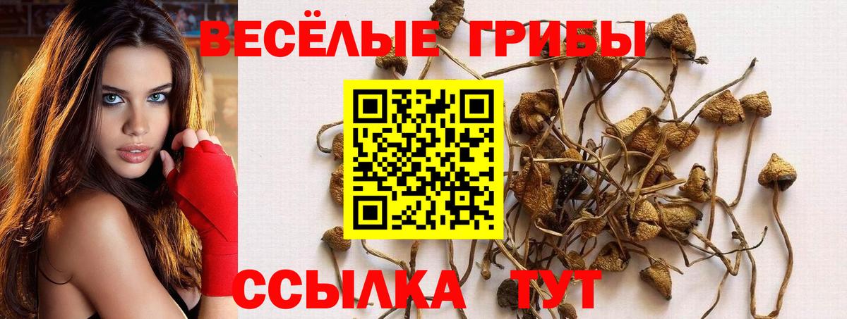 Муром  Псилоцибиновые грибы Cubensis  Вход с VPN 